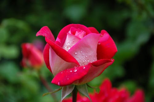 Garden red pink rose flower